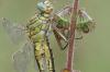 Gomphus pulchellus